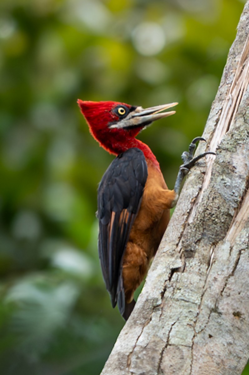 チャバラエボシゲラ - ML647090043