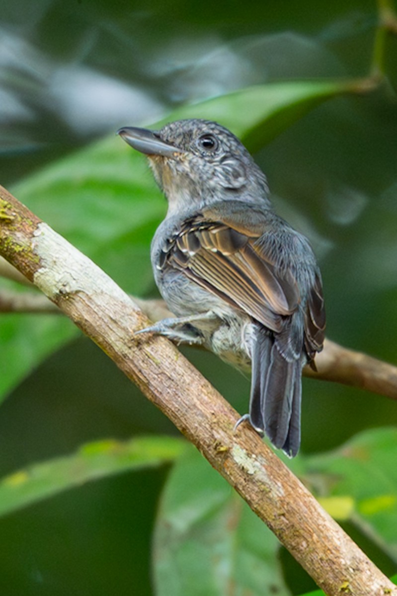 ネズミアリモズ - ML647090050