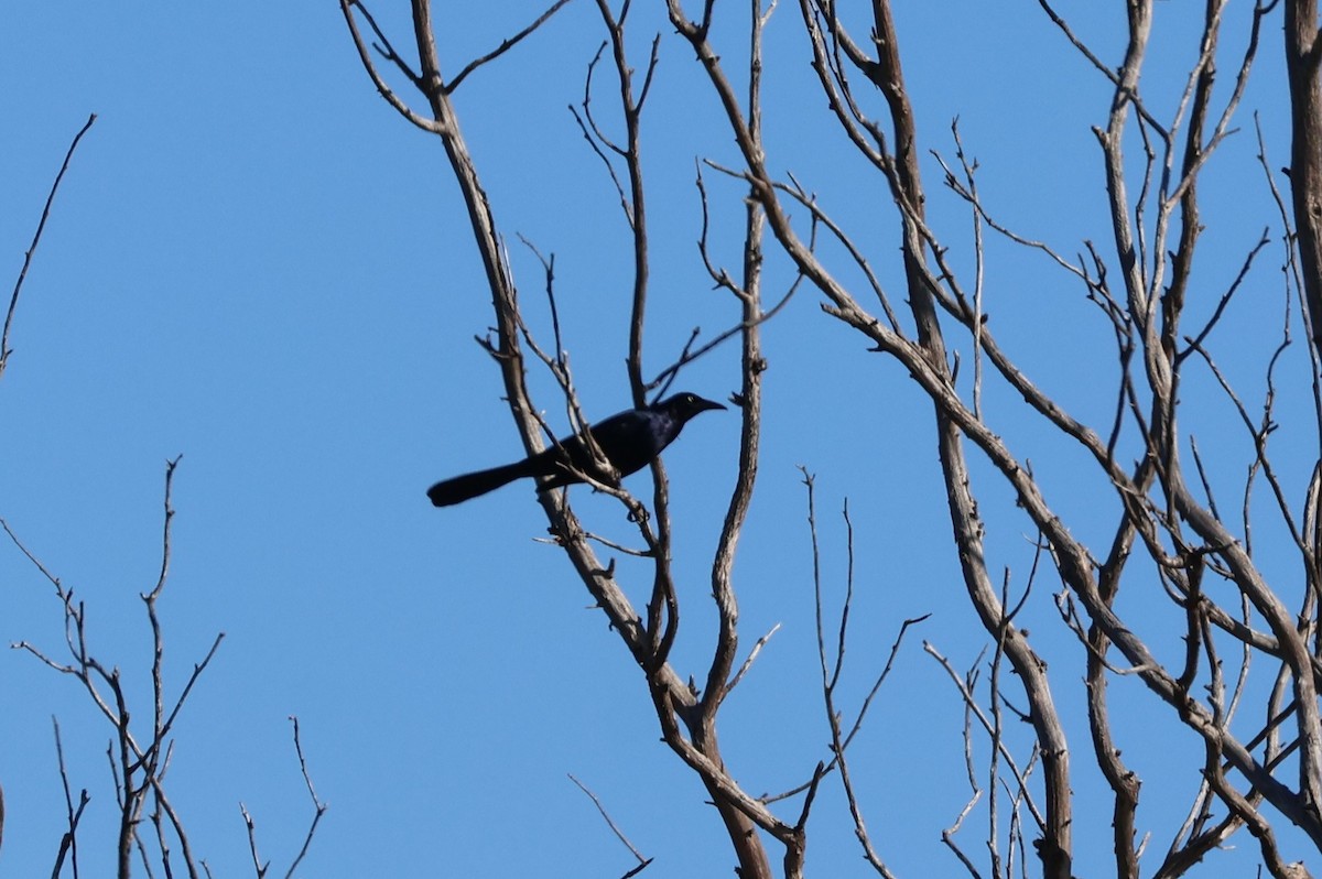 Great-tailed Grackle - ML647090063