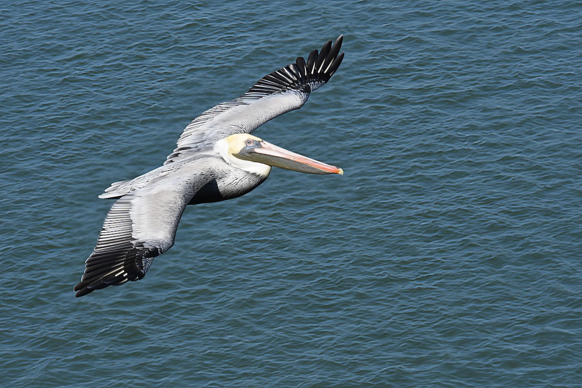 pelikán hnědý - ML647090067