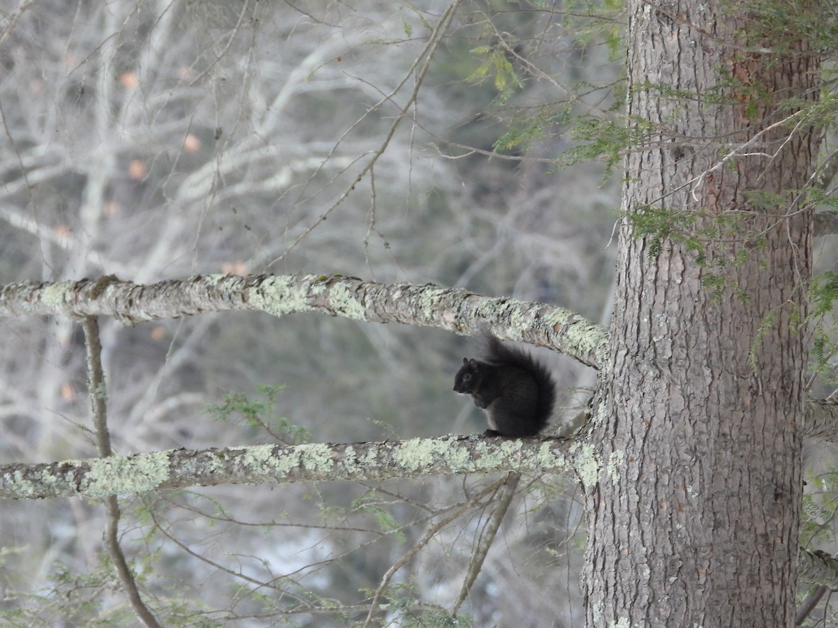 Animals - ML647090076