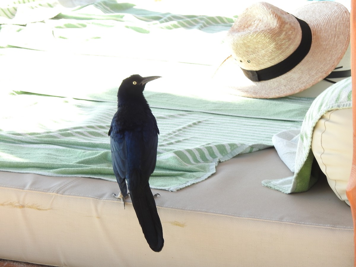 Great-tailed Grackle - ML647090077