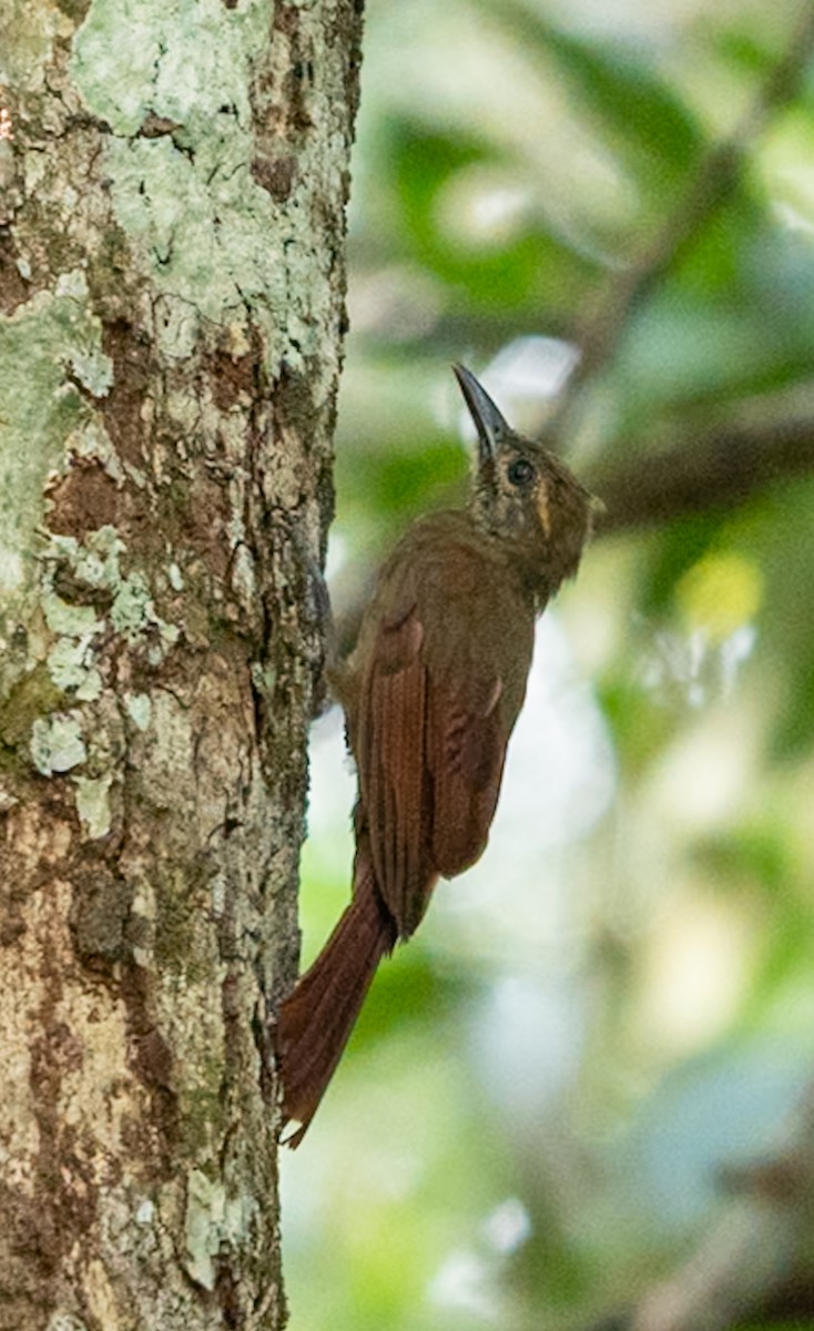 コオニキバシリ - ML647090090