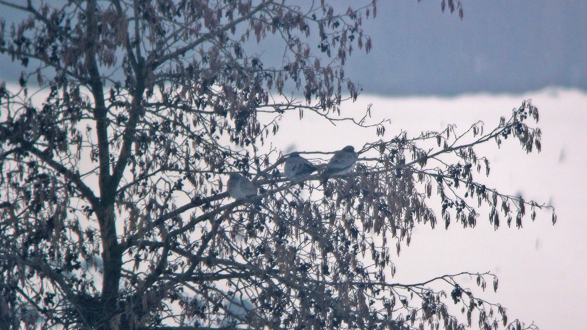 Stock Dove - ML647090091