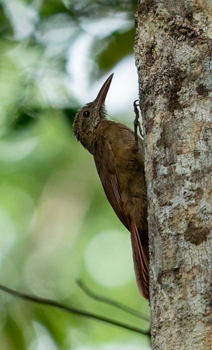 ヨコジマオニキバシリ - ML647090093