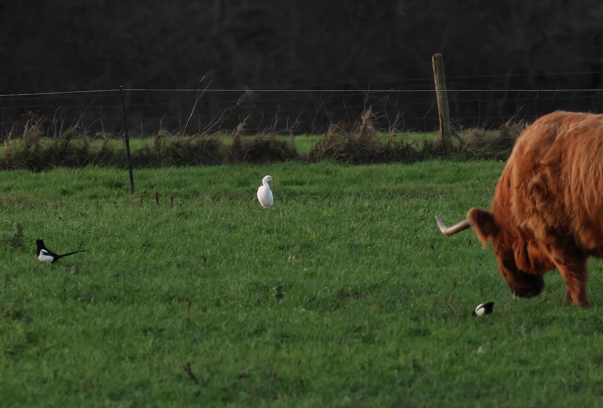 Western Cattle-Egret - ML647090110