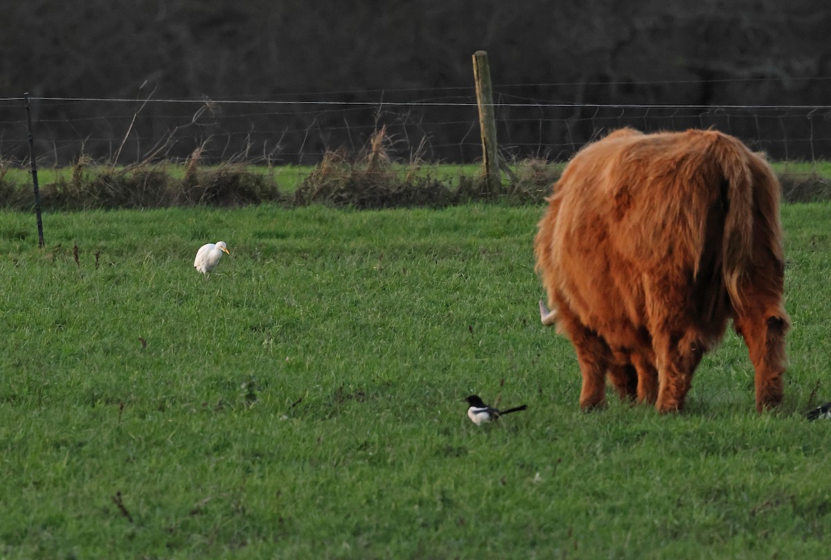 Western Cattle-Egret - ML647090112