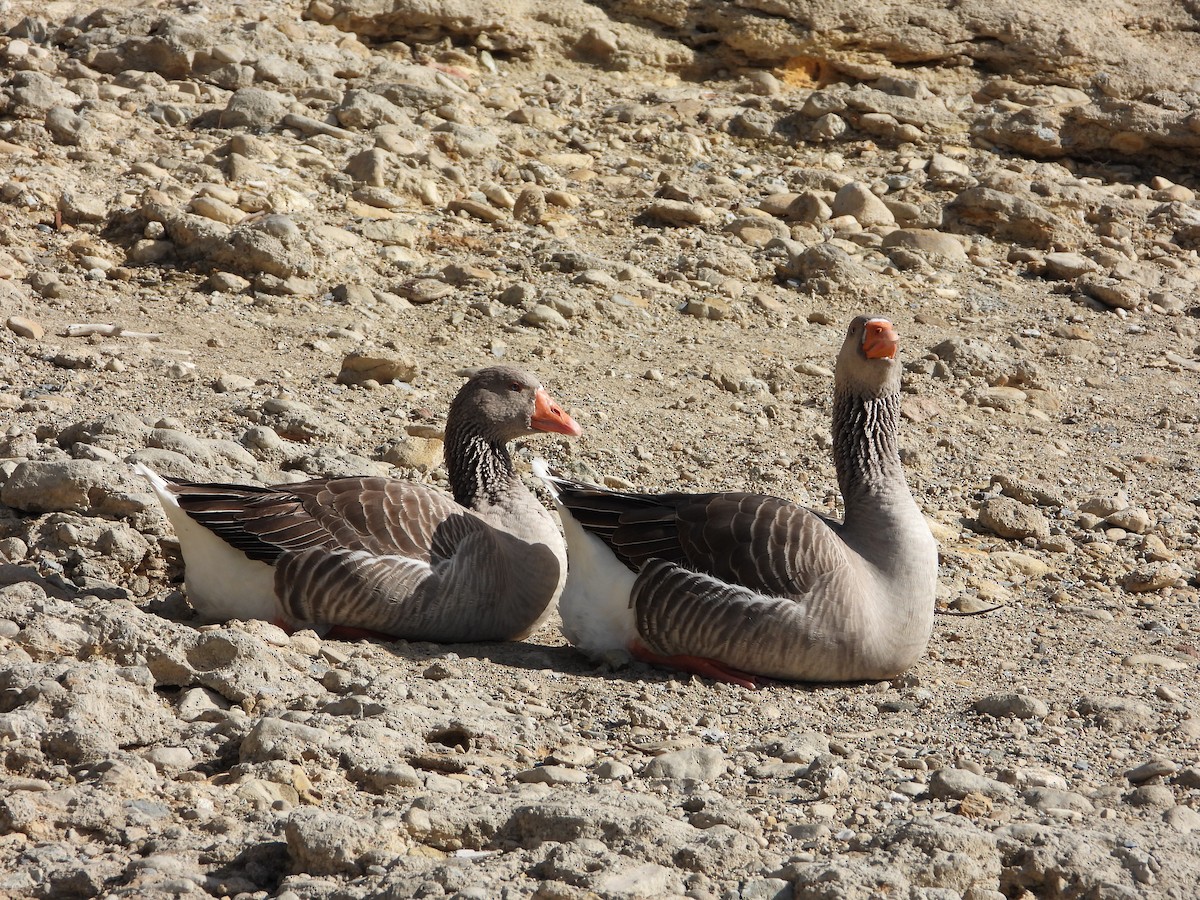 灰雁(馴化) - ML647090115