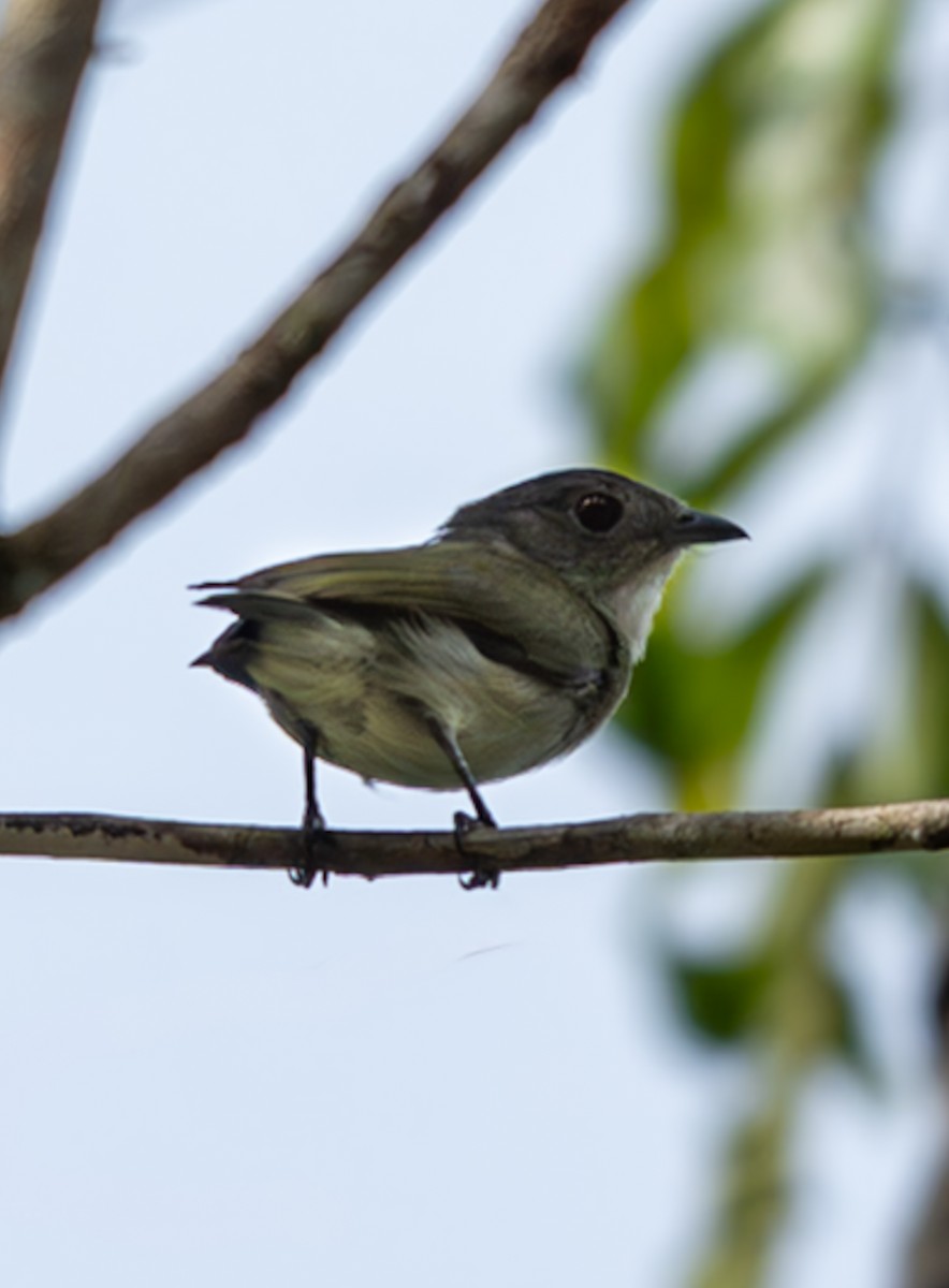 シロボウシマイコドリ - ML647090120