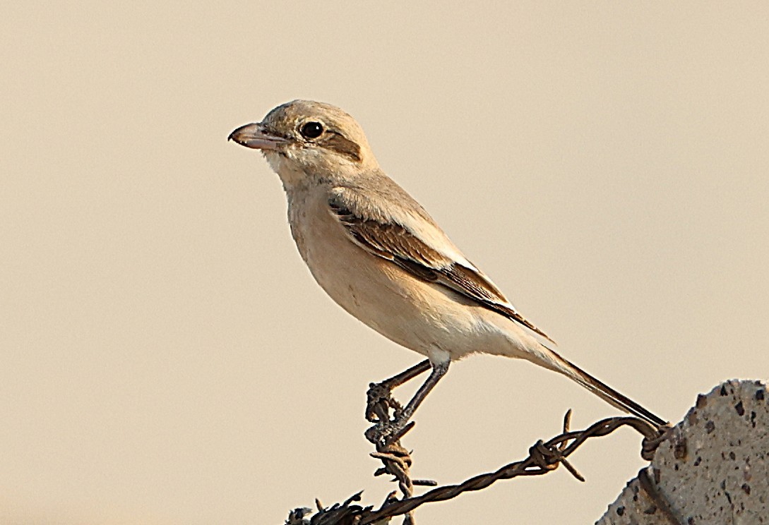 ťuhýk šedý - ML647090128