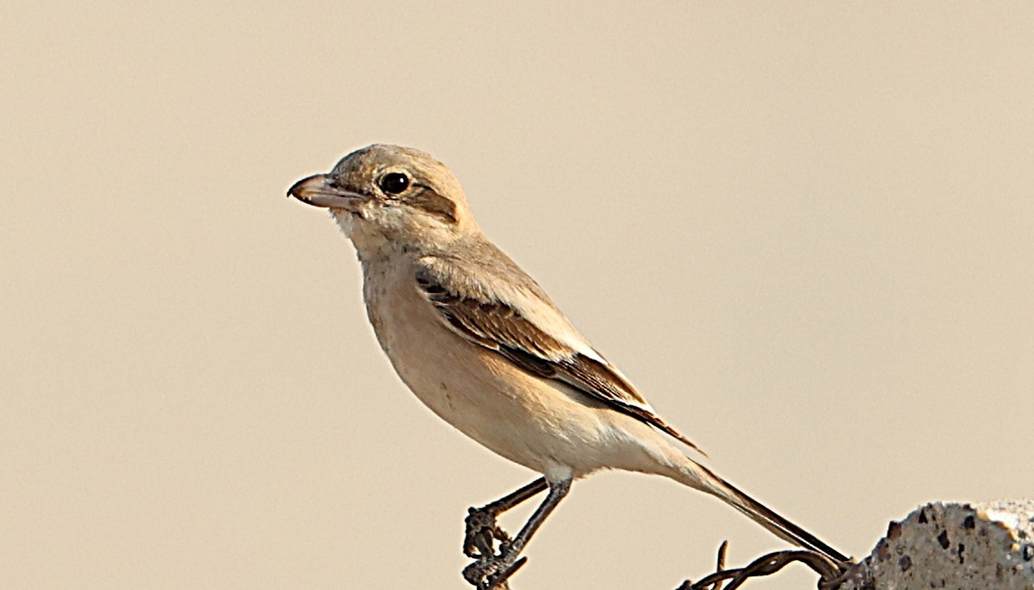 ťuhýk šedý - ML647090129