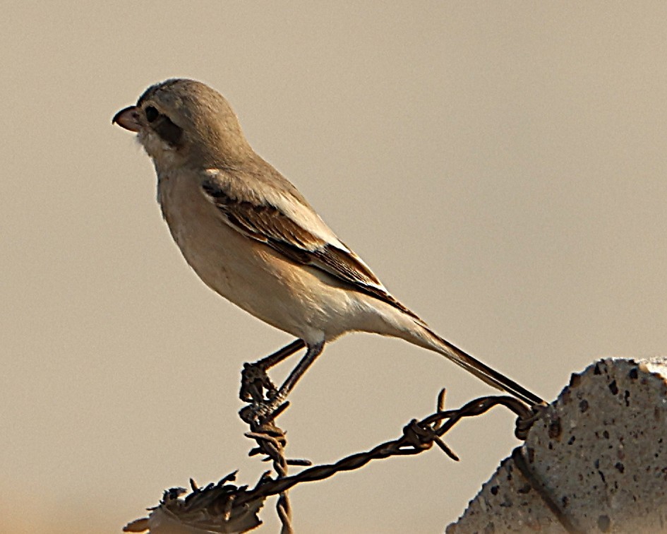 ťuhýk šedý - ML647090130