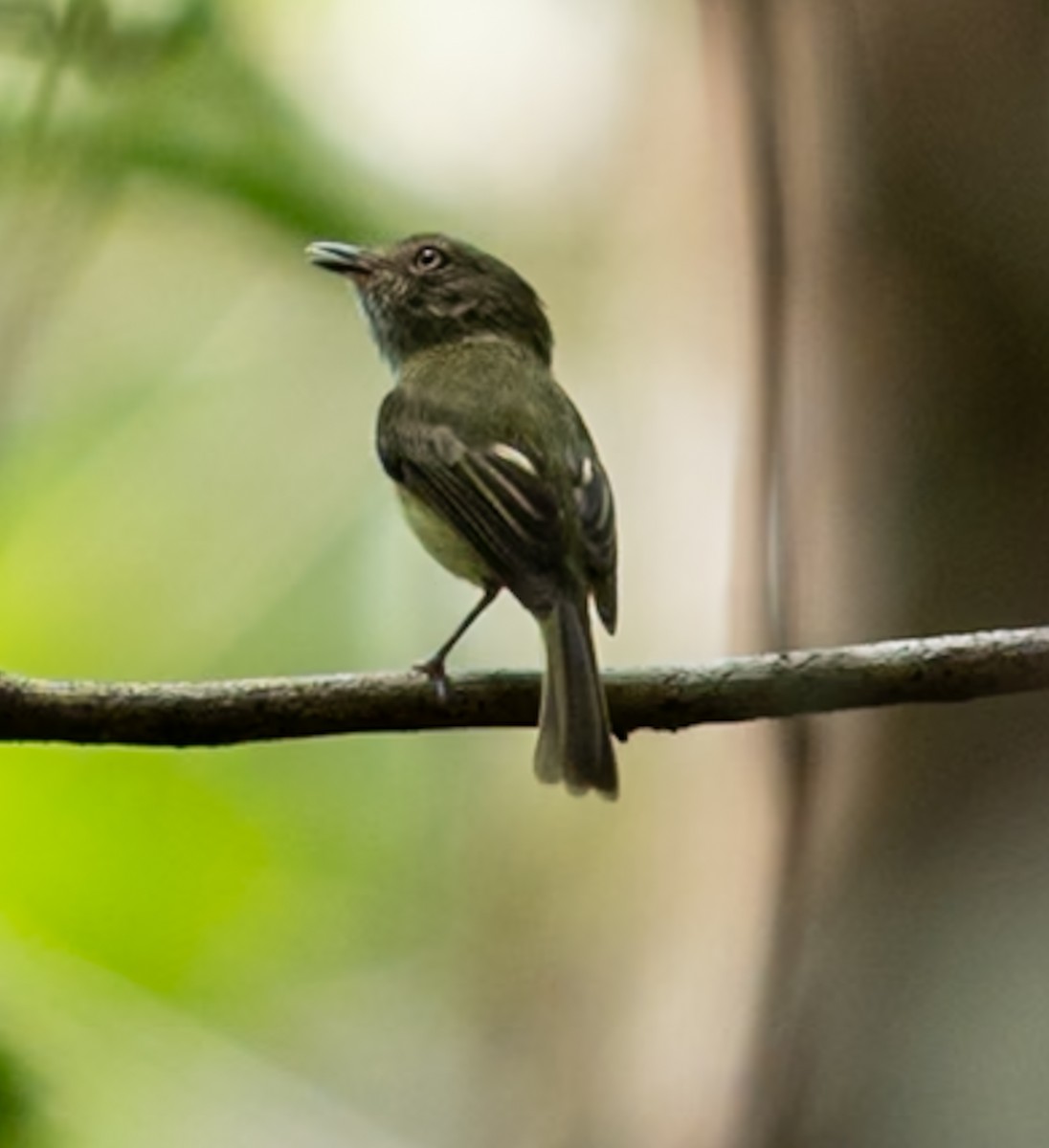 ヘルメットハエトリ - ML647090135