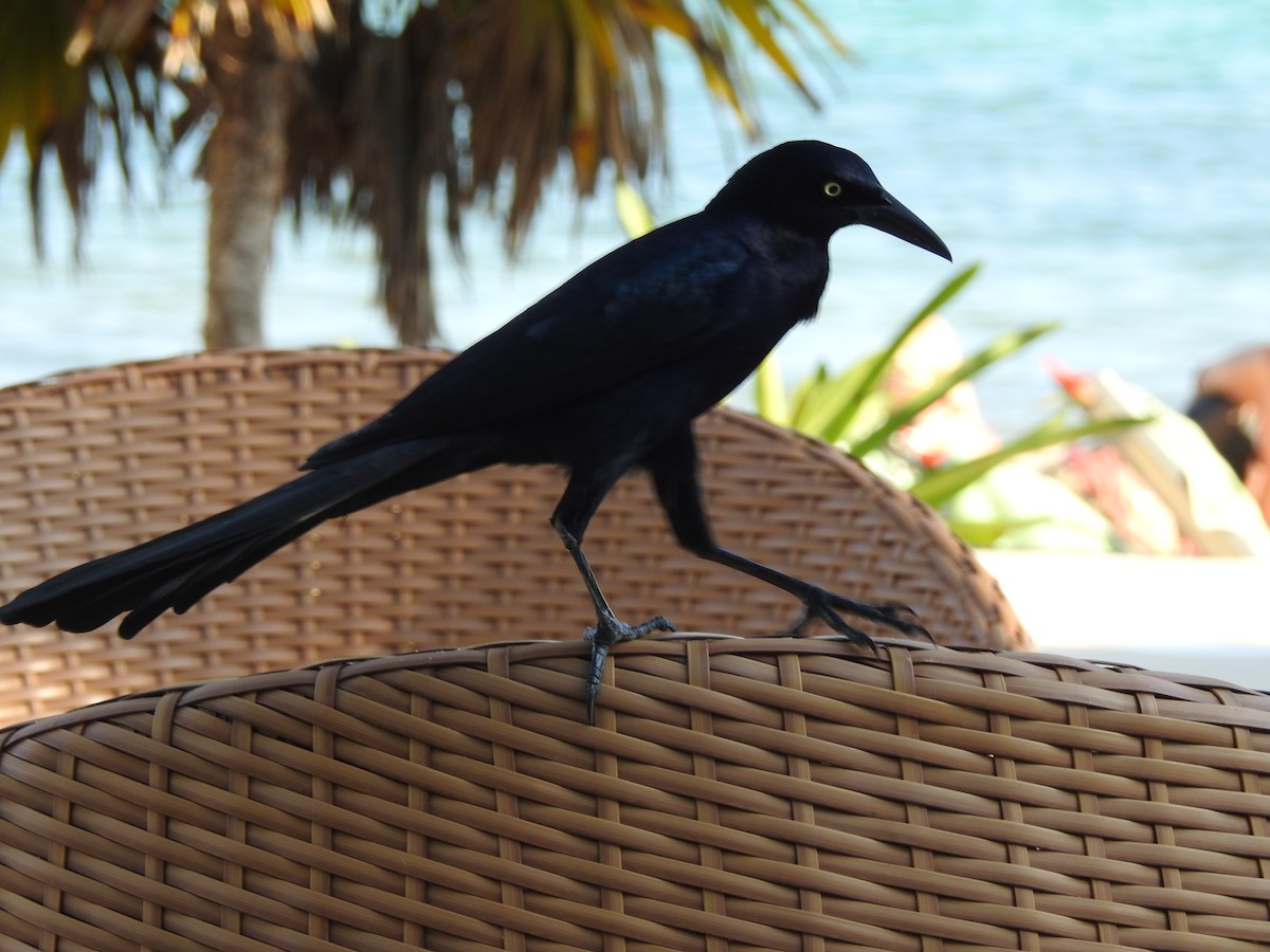 Great-tailed Grackle - ML647090136