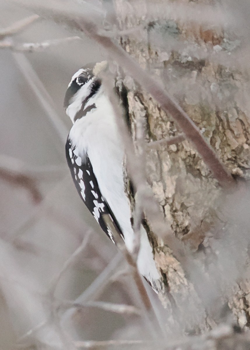 Hairy Woodpecker - ML647090139