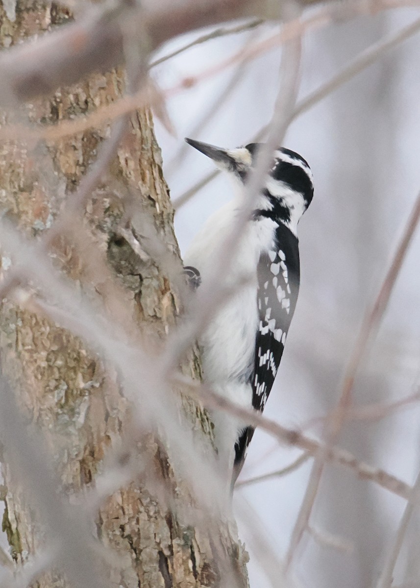 Hairy Woodpecker - ML647090140