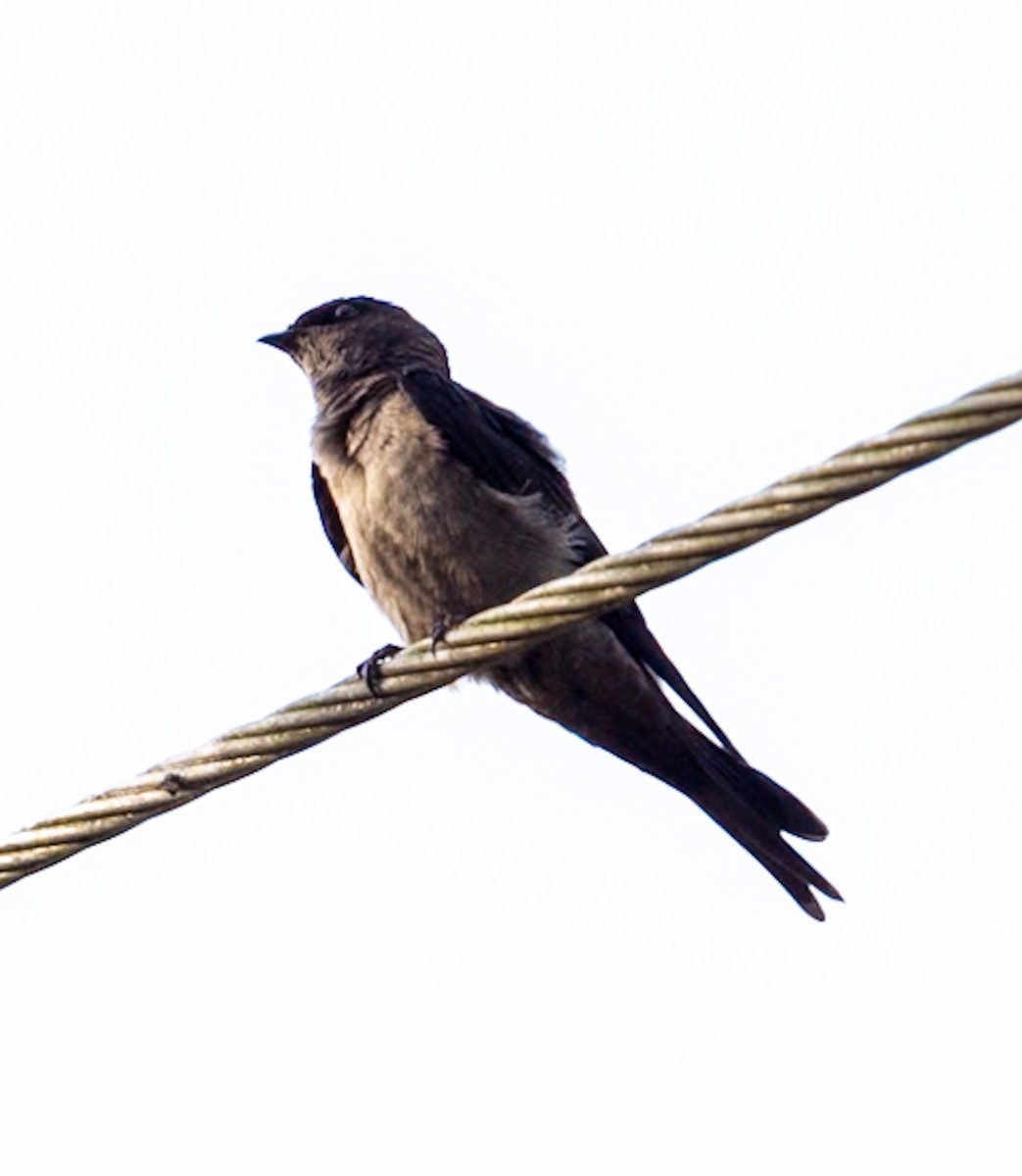 モモジロコツバメ - ML647090141