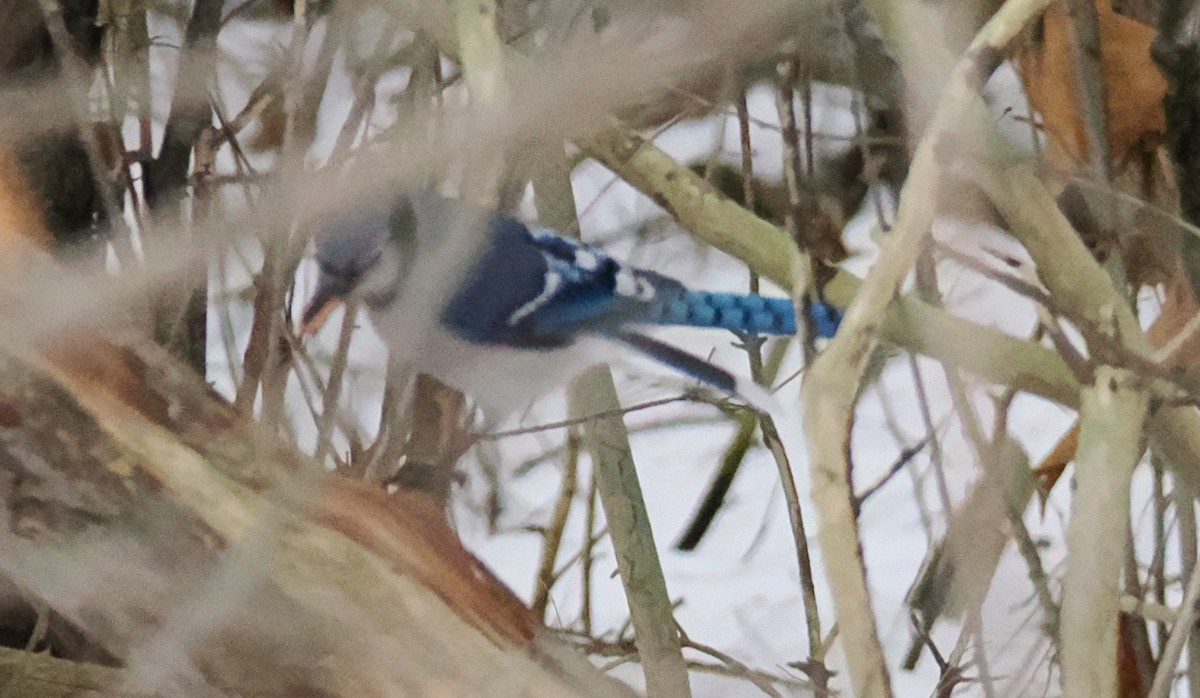 Blue Jay - ML647090143