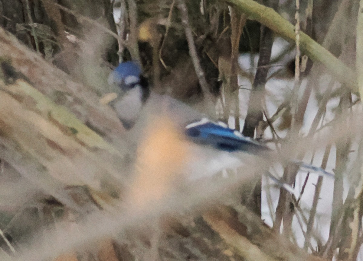 Blue Jay - ML647090144