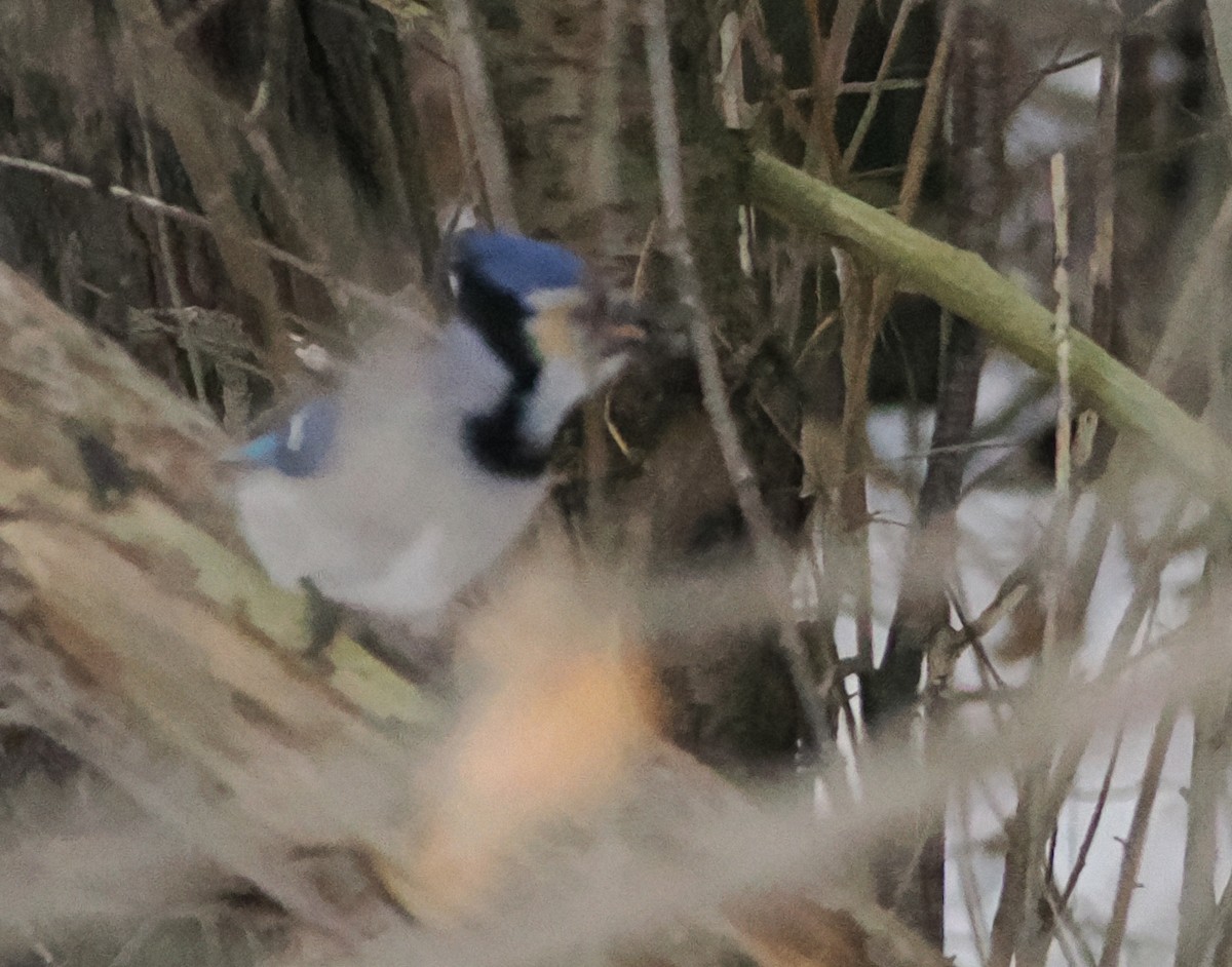 Blue Jay - ML647090145