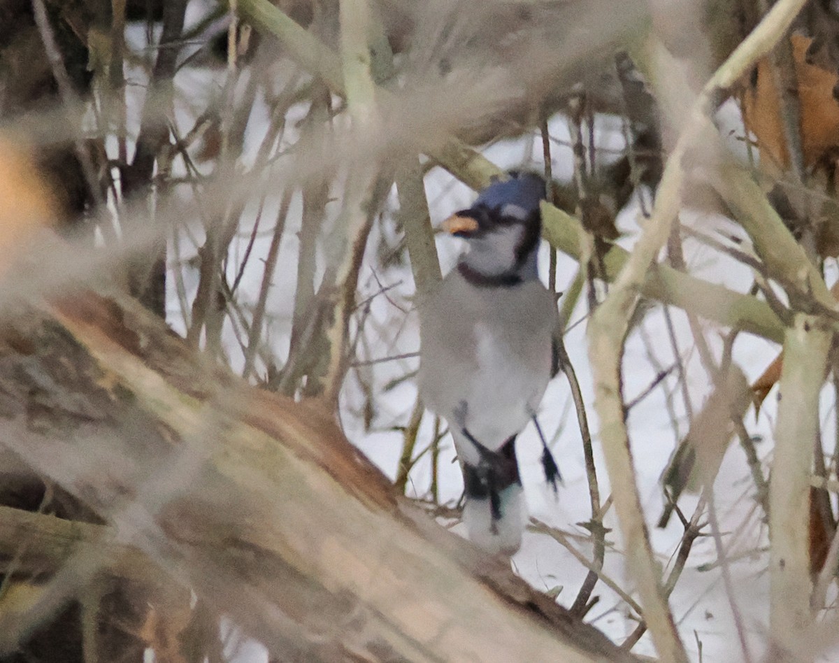 Blue Jay - ML647090146