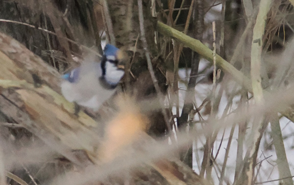 Blue Jay - ML647090147