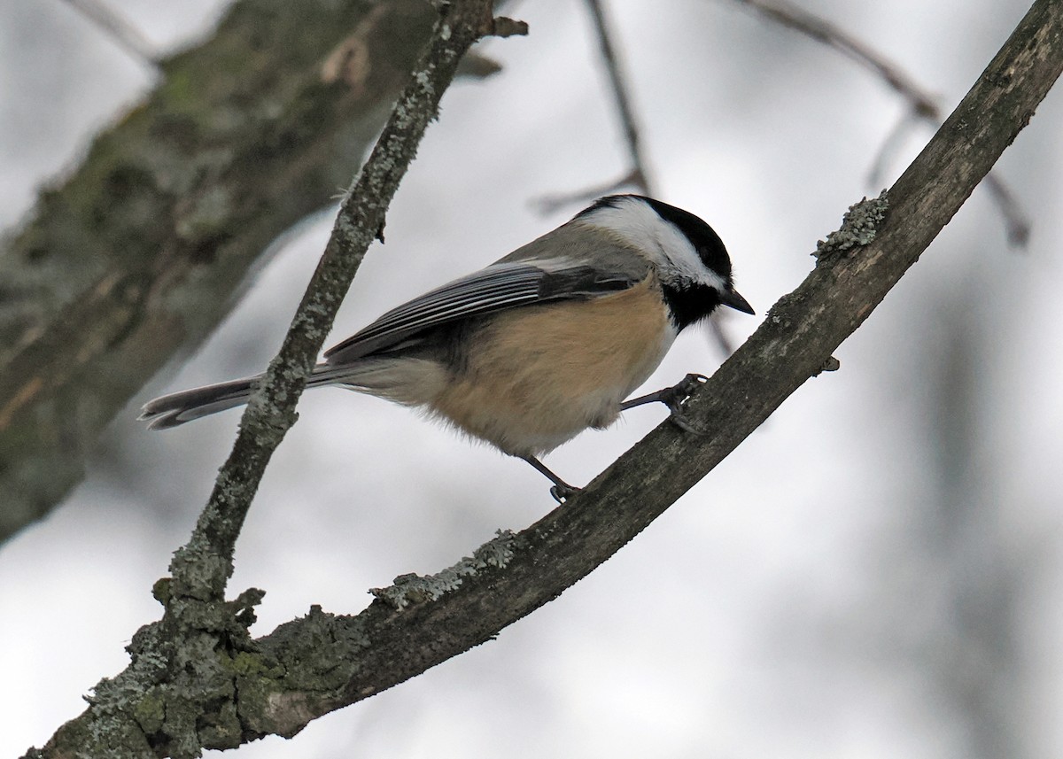 Black-capped Chickadee - ML647090152