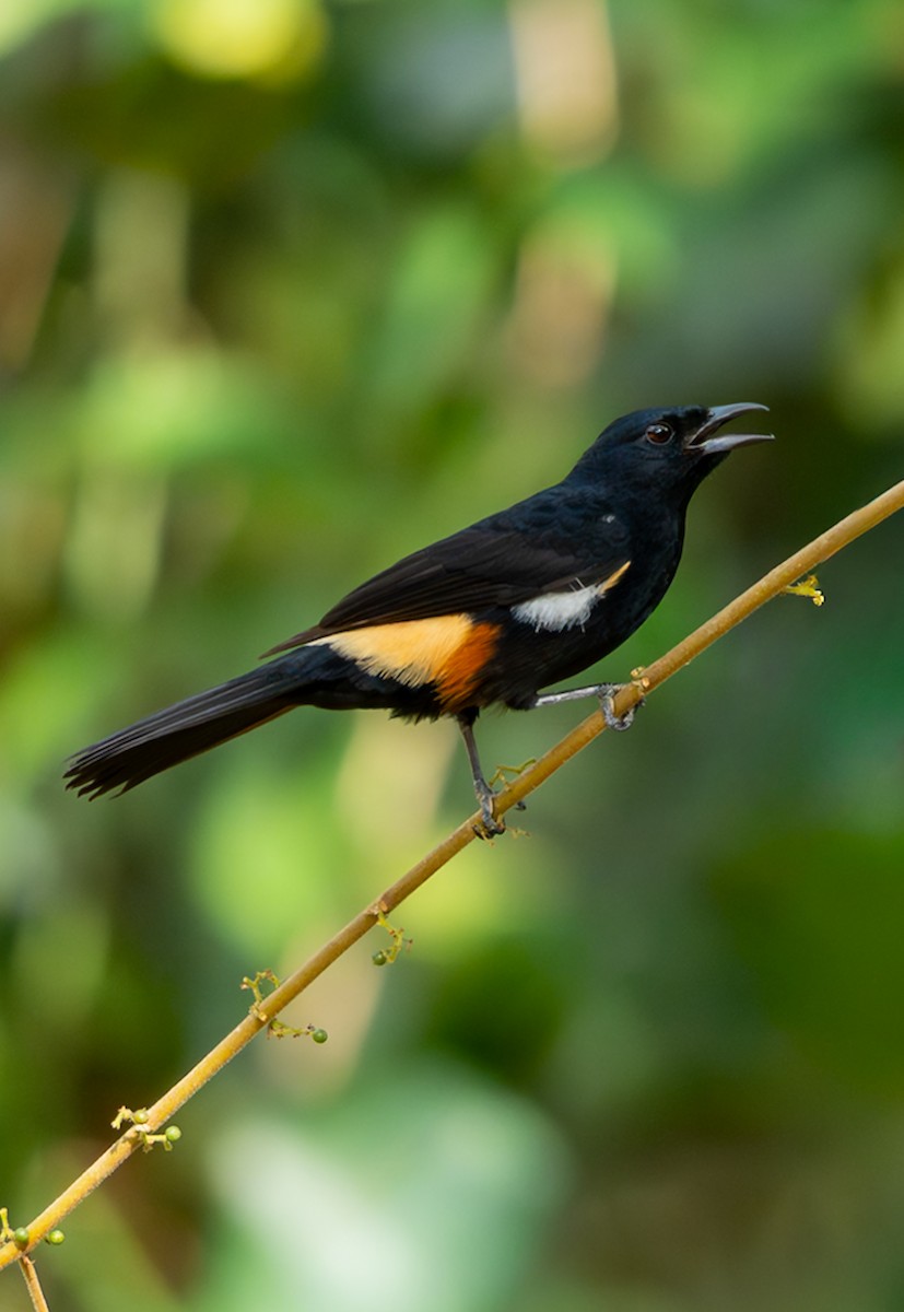 キゴシクロフウキンチョウ - ML647090154