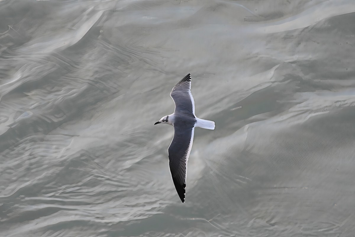 racek karibský - ML647090156