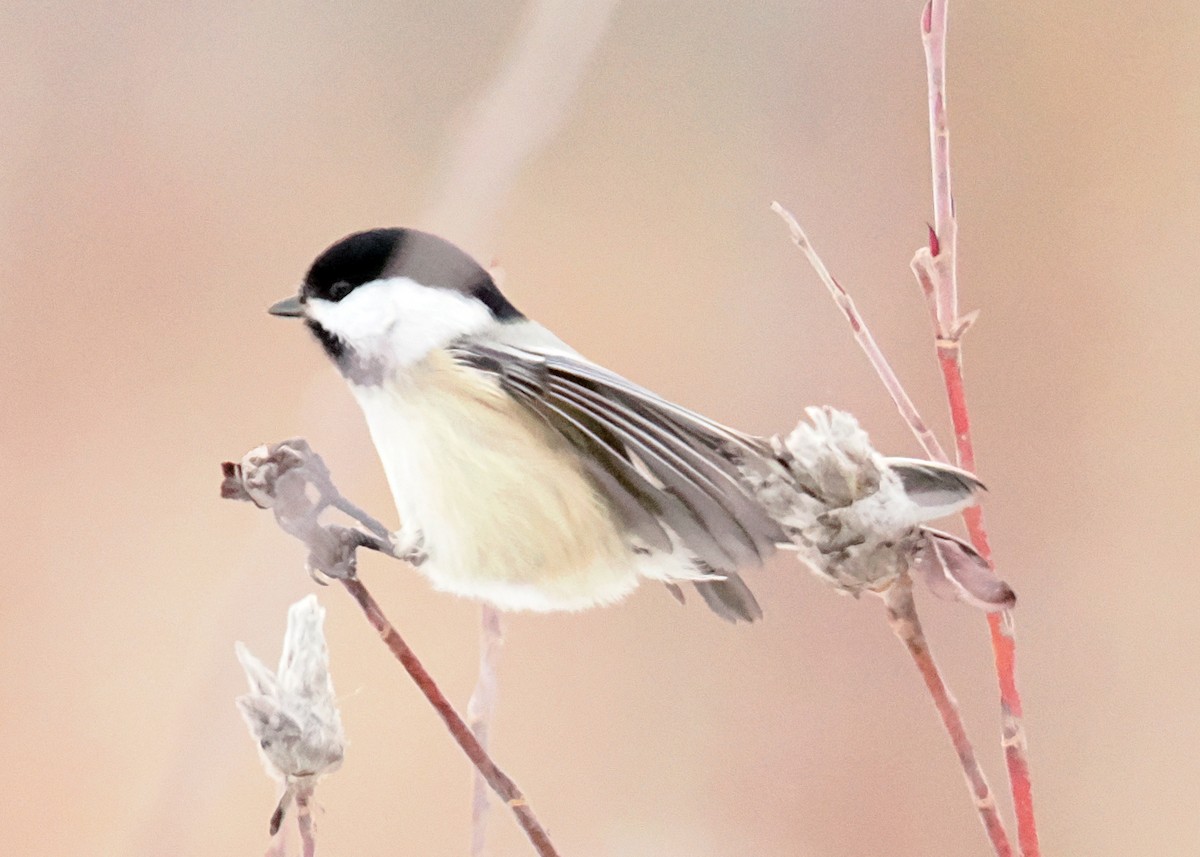 Black-capped Chickadee - ML647090157