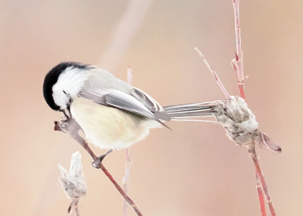 Black-capped Chickadee - ML647090158