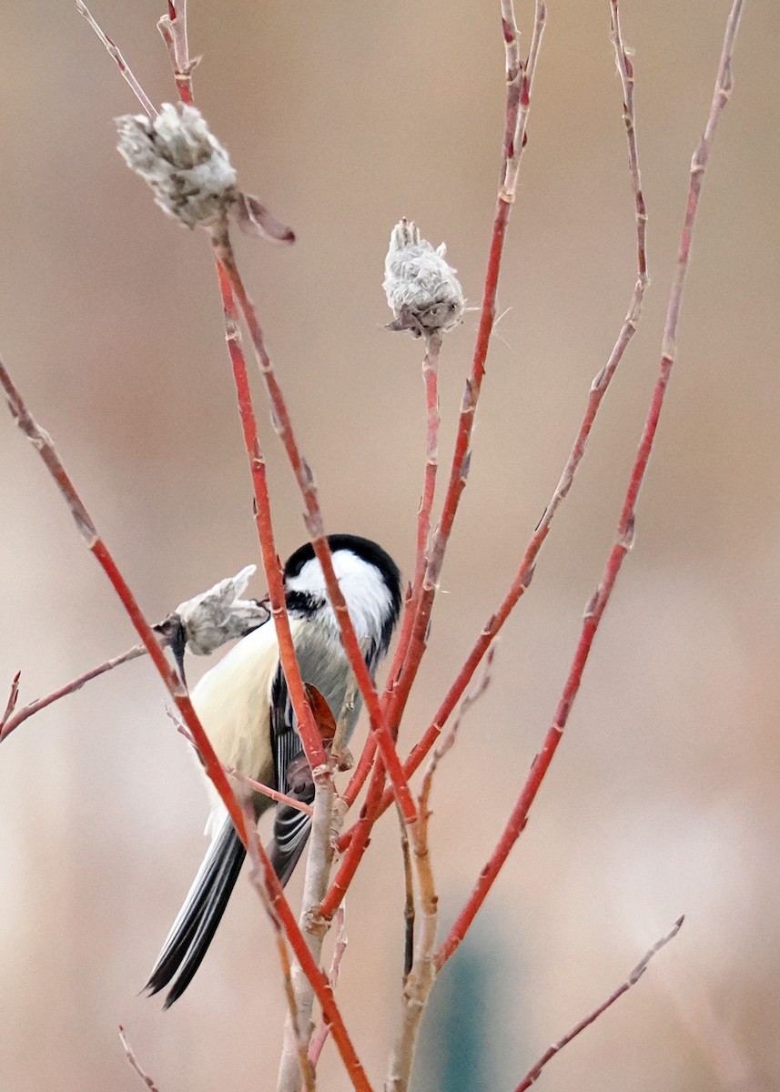 Black-capped Chickadee - ML647090159