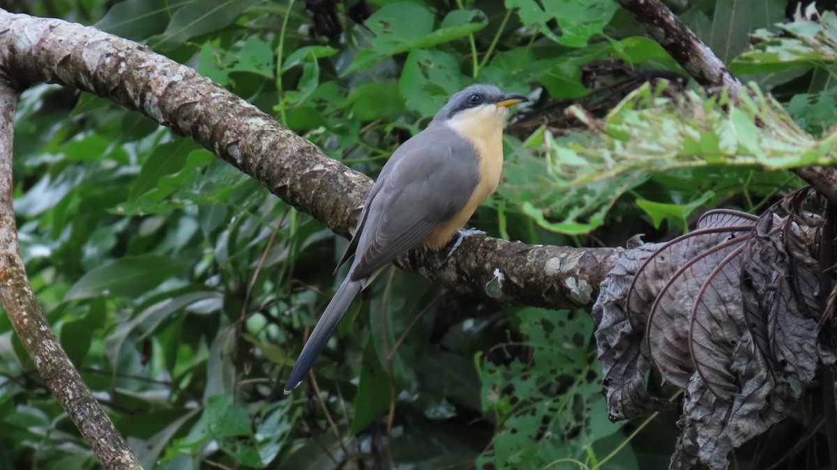 Mangrove Cuckoo - ML647090166