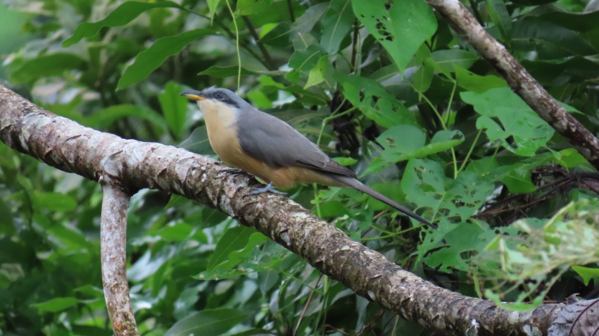 Mangrove Cuckoo - ML647090167