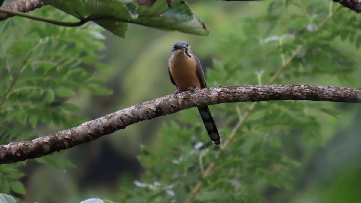 Mangrove Cuckoo - ML647090168