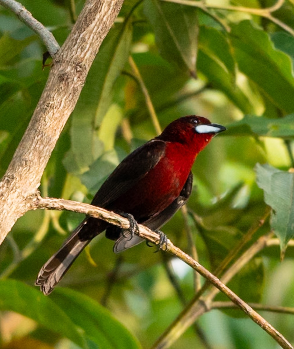 ギンバシベニフウキンチョウ - ML647090169