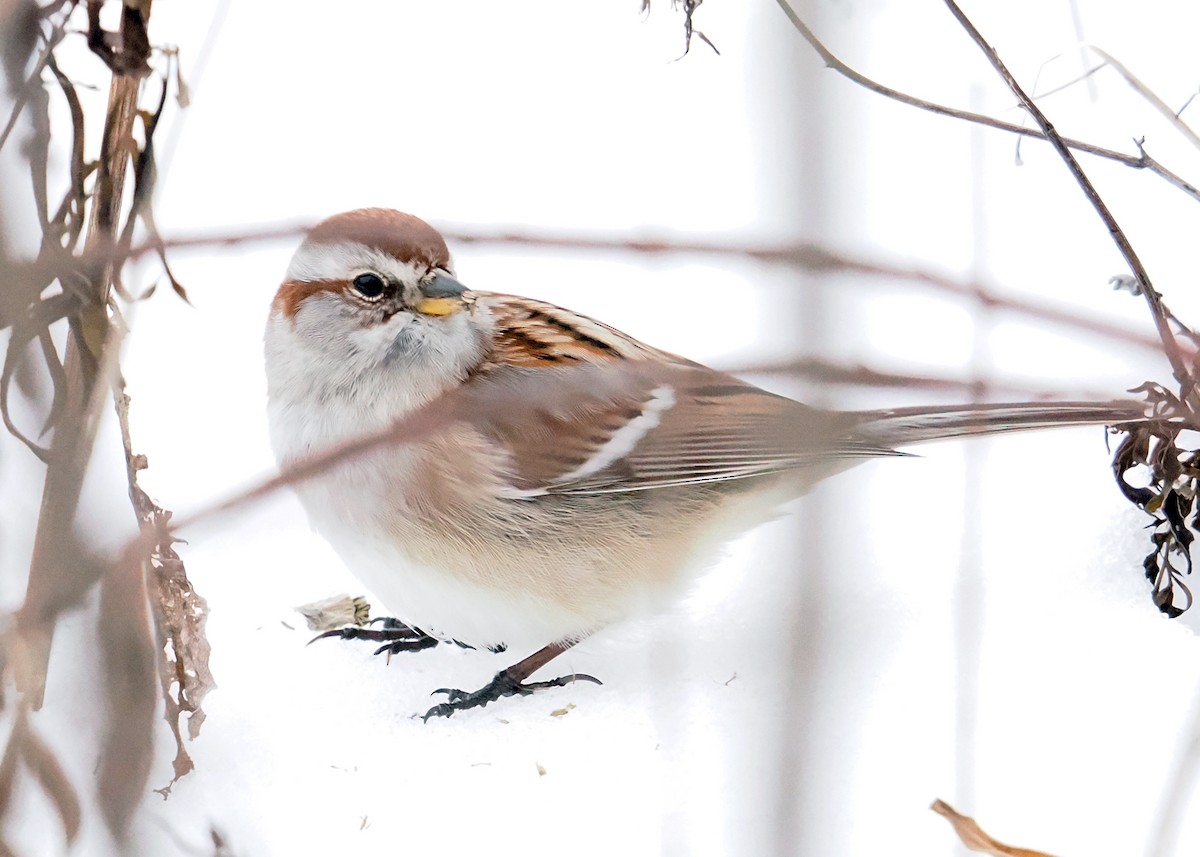 American Tree Sparrow - ML647090170