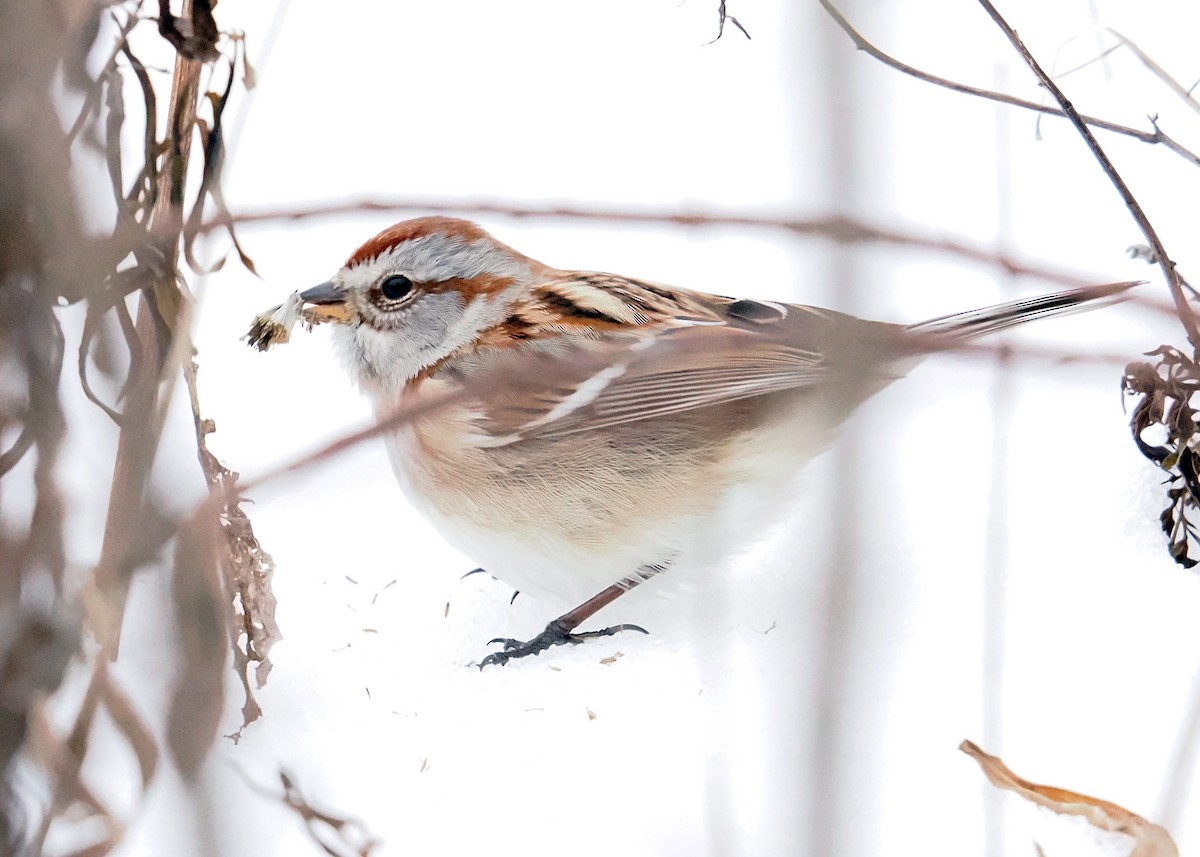 American Tree Sparrow - ML647090171