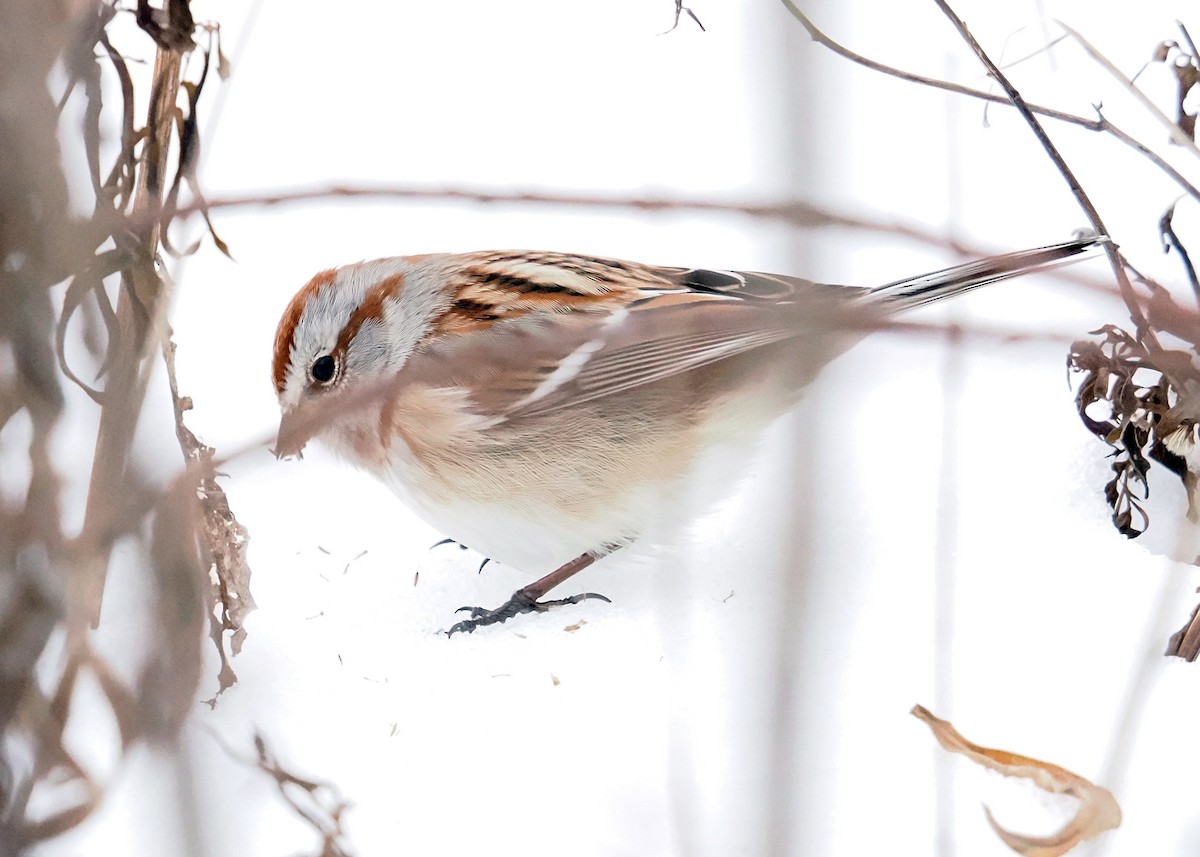 American Tree Sparrow - ML647090172