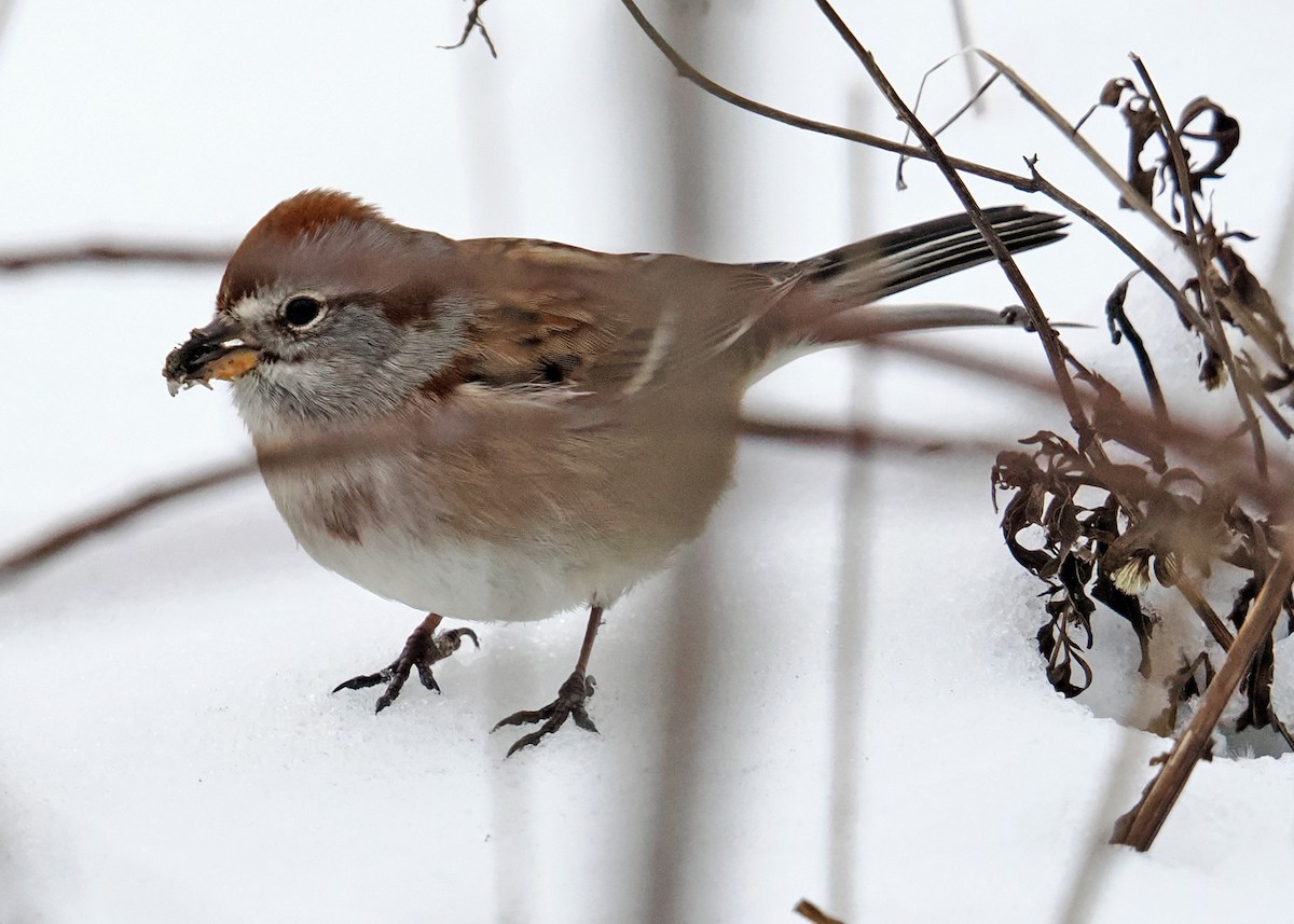 American Tree Sparrow - ML647090173