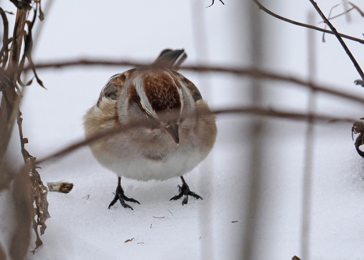 American Tree Sparrow - ML647090174