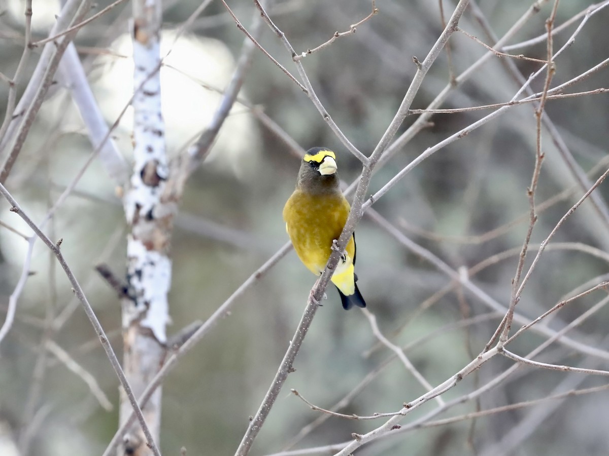 Evening Grosbeak - ML647090179