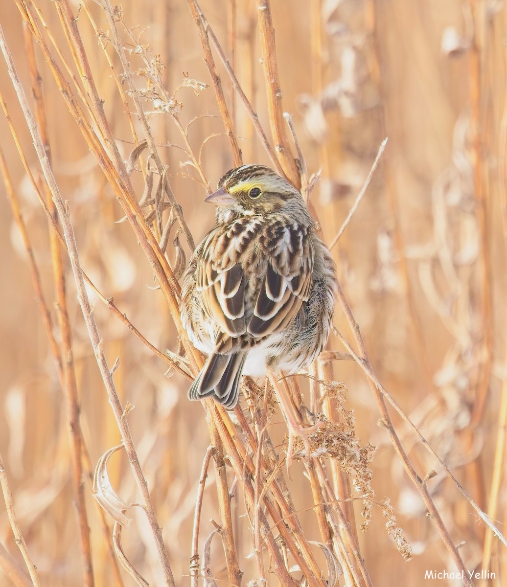 稀樹草鵐 - ML647090180