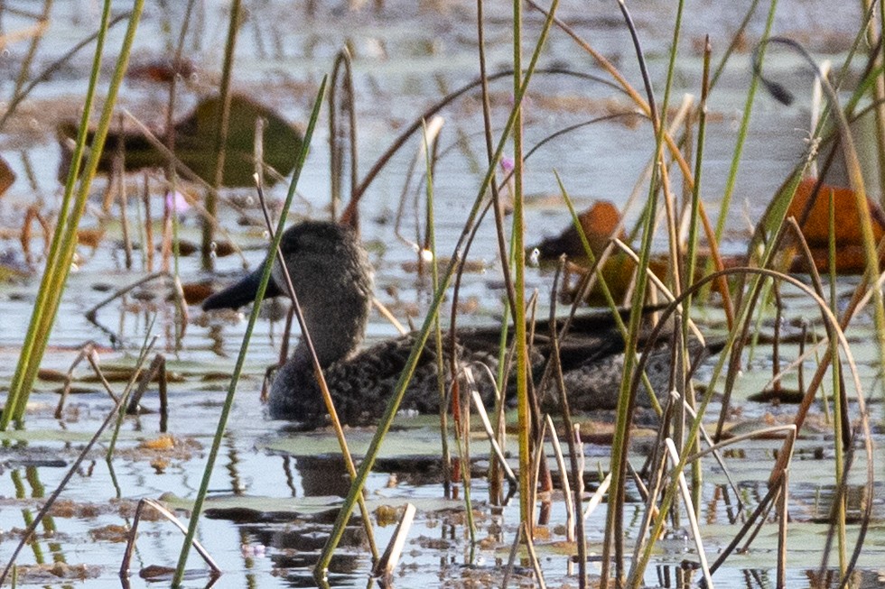 Blue-winged Teal - ML647090181