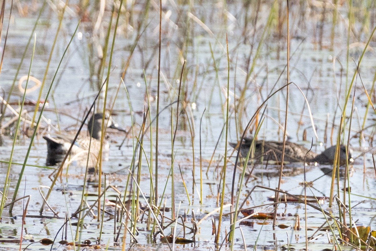 Blue-winged Teal - ML647090182