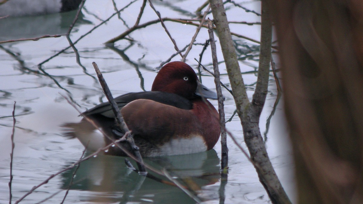 白眼潛鴨 - ML647090183