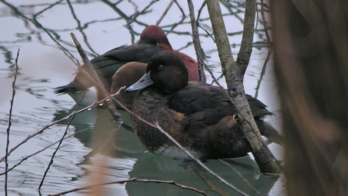 白眼潛鴨 - ML647090184