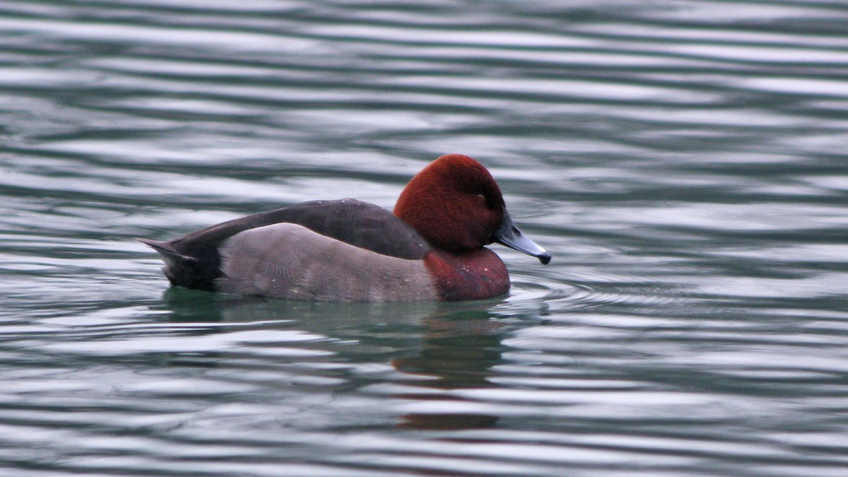 白眼潛鴨 - ML647090185