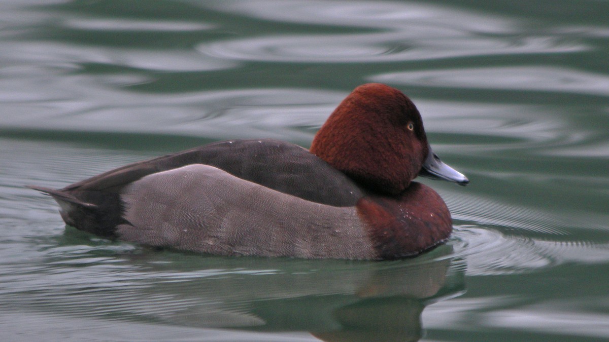 白眼潛鴨 - ML647090186