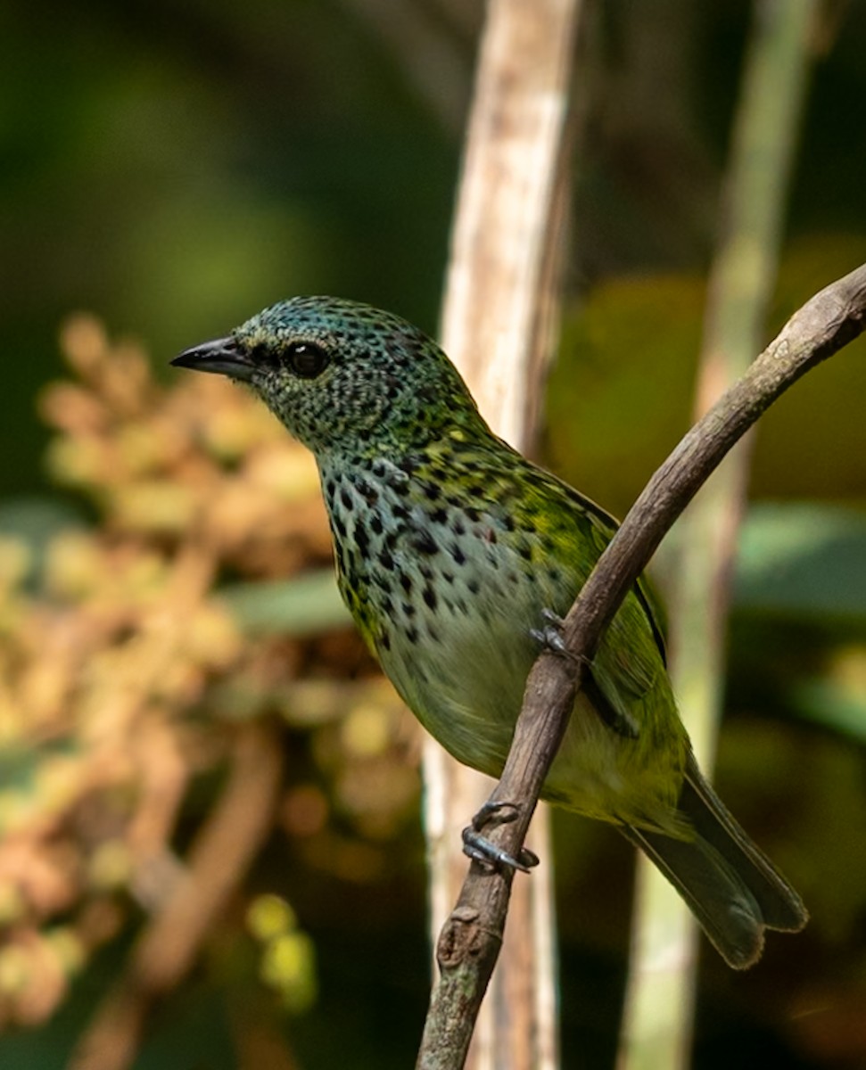 Spotted Tanager - ML647090187